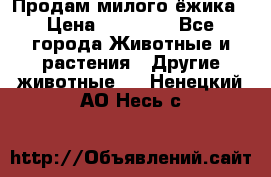 Продам милого ёжика › Цена ­ 10 000 - Все города Животные и растения » Другие животные   . Ненецкий АО,Несь с.